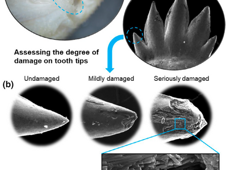 Behind the Science: Ocean Acidification and Shark Teeth