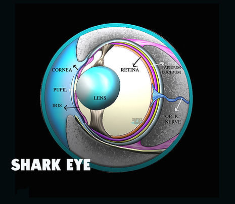Sharks4Kids Sharkeye.jpg