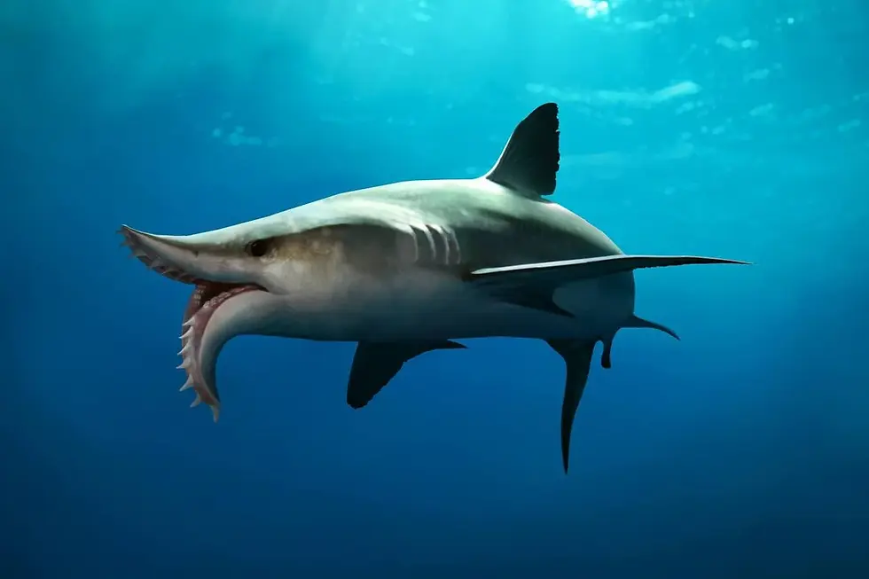 Palaeo-artistic reconstruction of Edestus and its weird jaws. Artwork by Julio Lacerda.