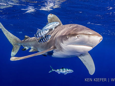 October Elasmobranch of the Month: Oceanic Whitetip Shark