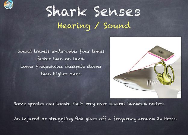 Shark hearing low.jpg