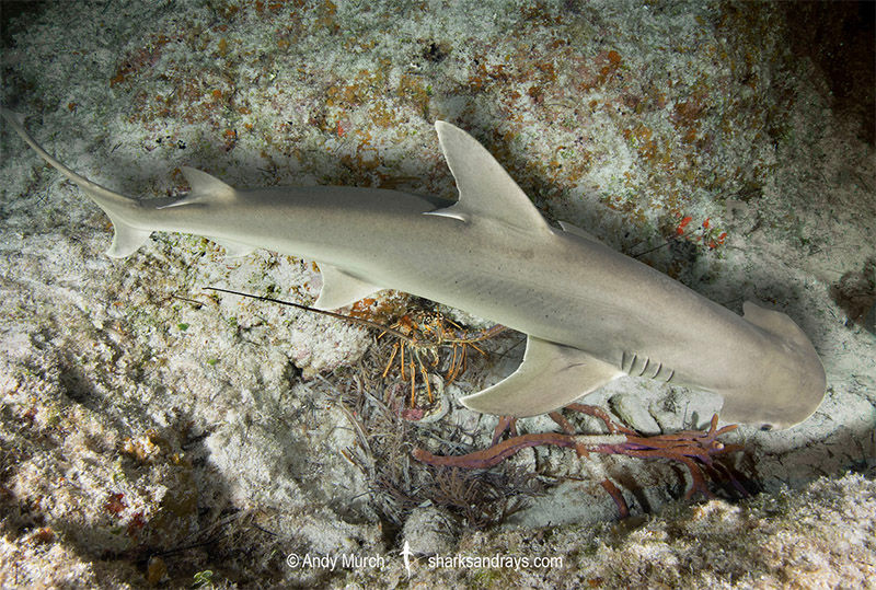 February Elasmobranch of the Month Shark