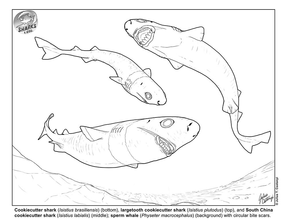 March Elasmobranch of the Month: Cookiecutter Shark