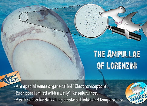 Ampullae of Lorenzini LOW.jpg