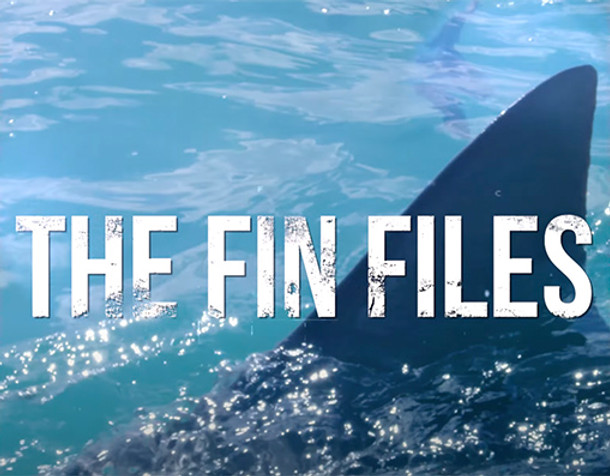 Fin Files.jpg