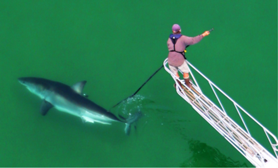 Meet the Shark Scientist: World-Renowned White Shark Expert Greg Skomal