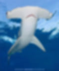 ree