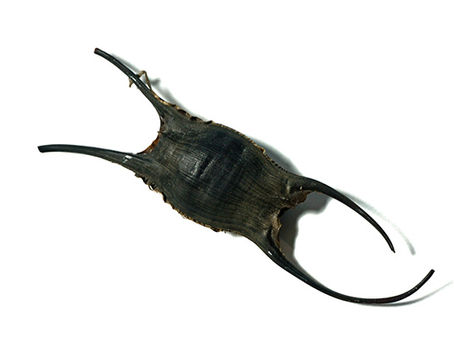 Behind the Science: A Closer Look into the World of Mermaid Purses