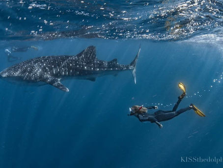 Meet Artist and Creator of Sharking Daily Rosaly van Dansik