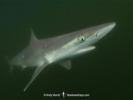 October Elasmobranch of the Month: Atlantic Sharpnose Shark