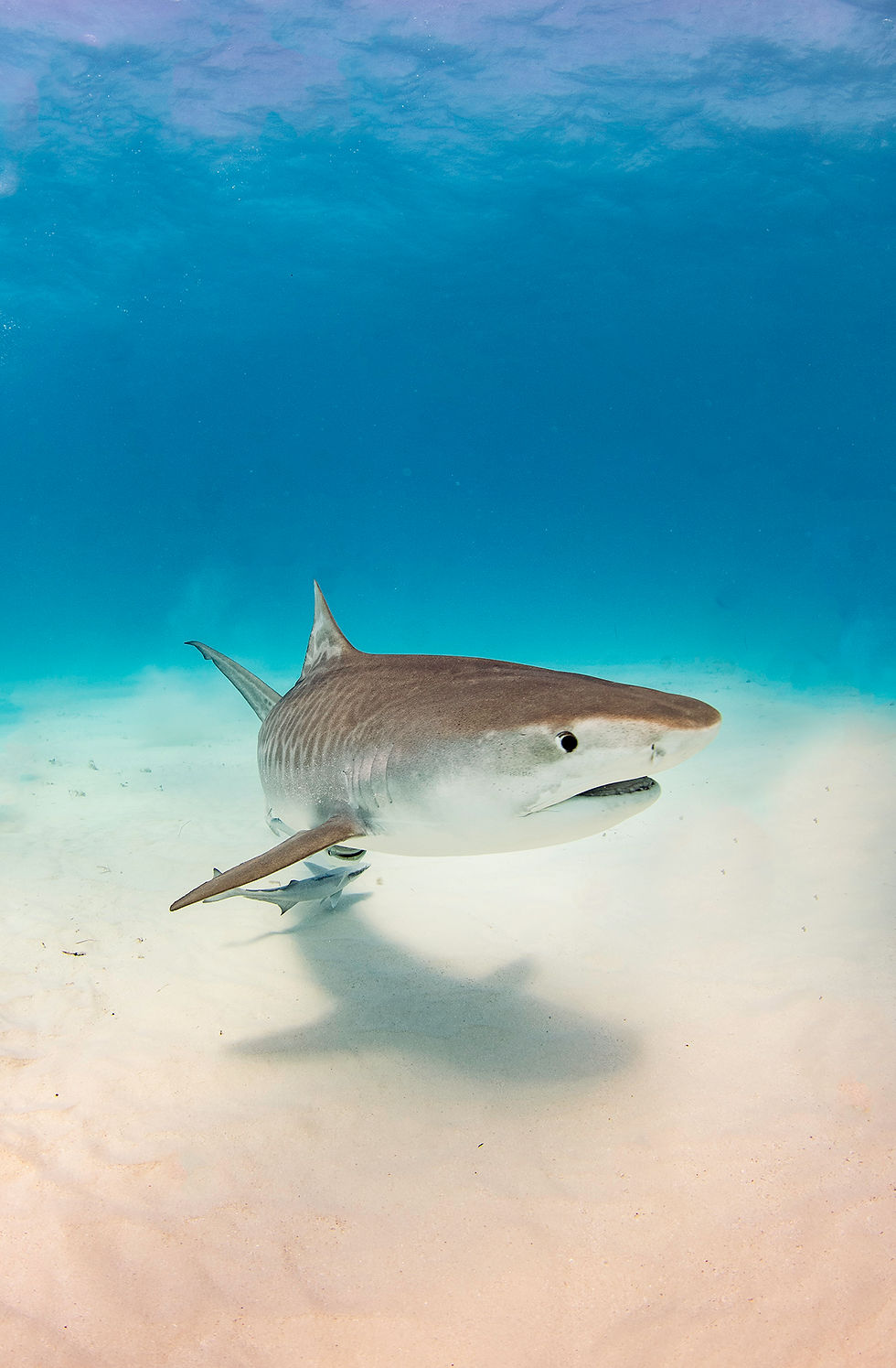 Tiger Shark Credit: Jillian Morris