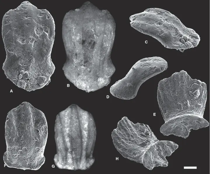 Microscope photographs of the scales of Tantalepis from the middle Ordovician period. They’re small and don’t look like much, but these may be the oldest remains of a shark in the entire fossil record; more than 450 million years old. Sourced from Figure 2 of Sansom et al. (2012)