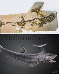 Complete fossil and palaeo-artistic reconstruction of Stethacanthus, the “ironing board” shark. Artist unknown. Sourced from the Instagram of Andrew Schwartz of the Las Vegas Natural History Museum.