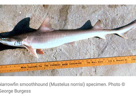 October Elasmobranch of the Month: Narrowfin Smooth-Hound Shark