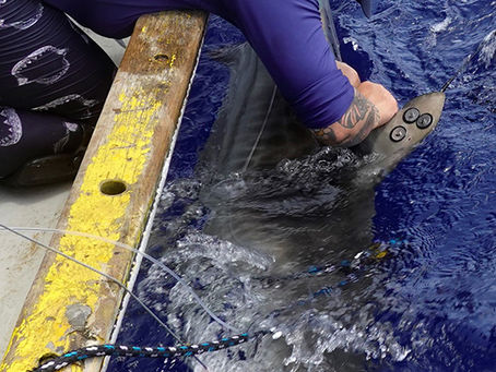 Meet Ambassador Bianca Rangel