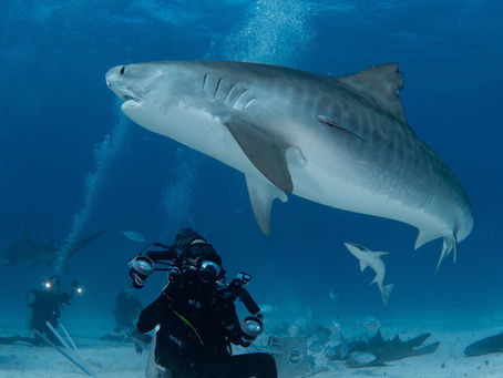 Meet Shark Eco Tour Owner & Photographer Ryan Walton