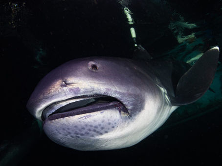 June Elasmobranch of the Month: Megamouth Shark