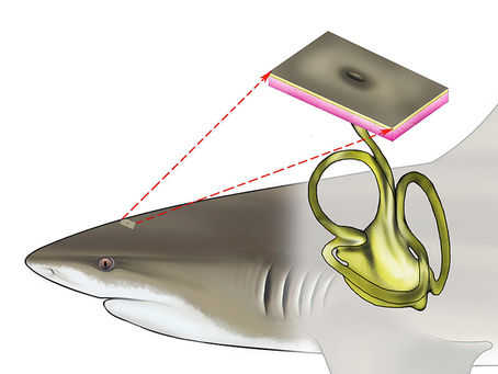 Behind the Science: How do Sharks, Skates and Rays Hear?