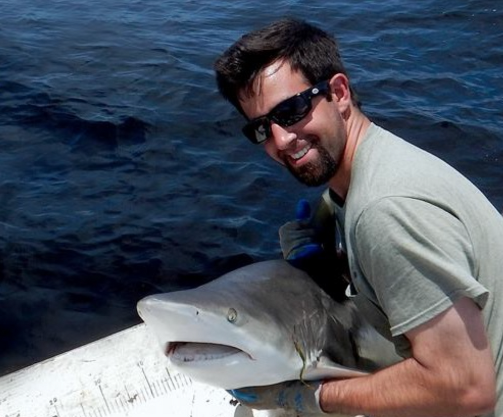 Shark essays free image