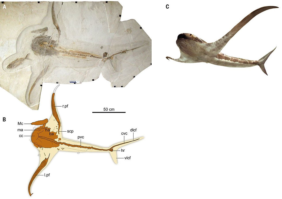 The holotype fossil specimen of Aquilolamna (a) accompanied by a line drawing (b) and an artistic reconstruction (c) of this bizarre shark. Sourced from Figure 1 of Vullo et al. (2021).