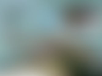 September Elasmobranch of the Month: Zebra Shark