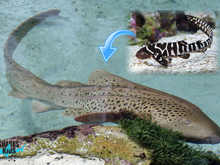 September Elasmobranch of the Month: Zebra Shark