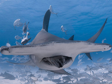 A Day in the Life of a Shark