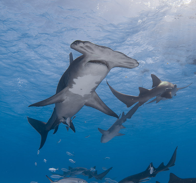 August Elasmobranch of the Month: Great Hammerhead