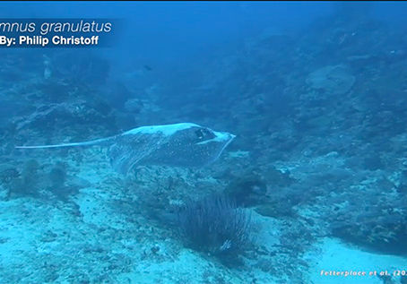 Behind the Science: Shark Sounds