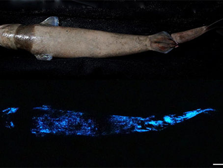 Behind the Science: Sharks that Glow in the Dark