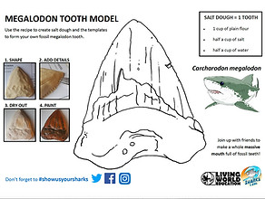 Meg Fossil Tooth Activity.jpg