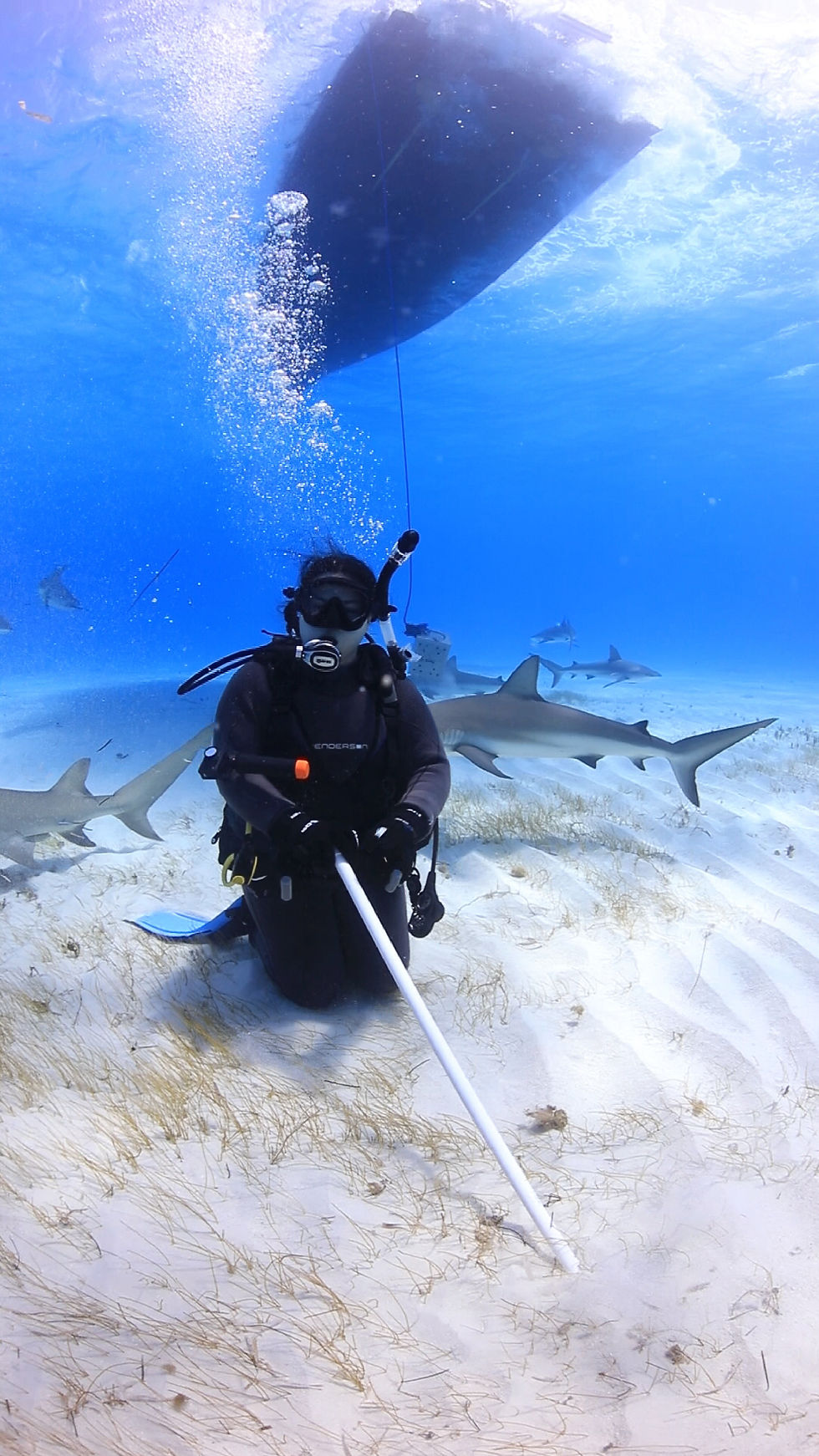 Tiana diving at Tiger Beach with Caribbean reef sharks and lemon sharks Credit: Pia Oyarzun