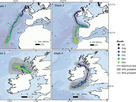 Behind the Science:Are Basking Sharks Snowbirds?