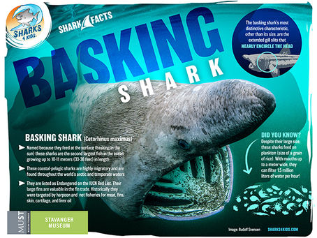 Journal Review: Using cameras to hang out with basking sharks (Cetorhinus maximus)