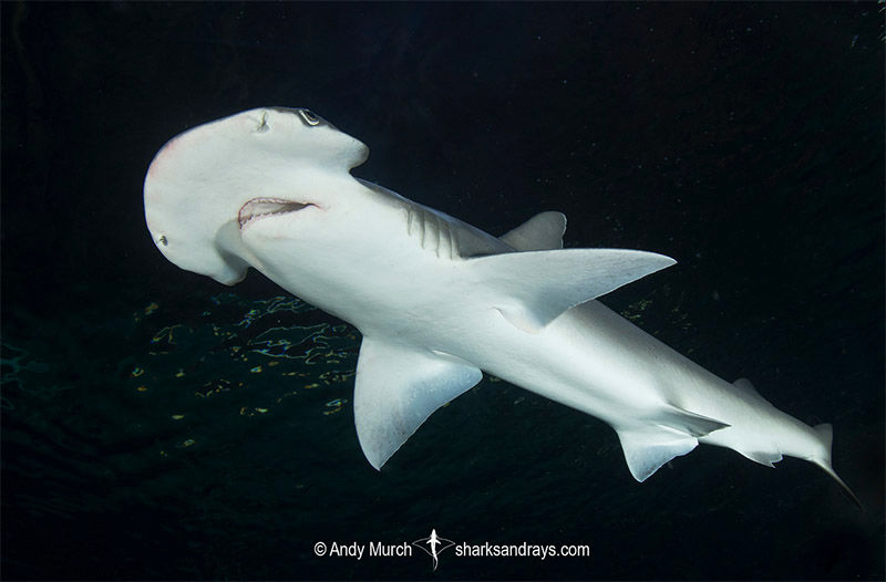 February Elasmobranch of the Month: Bonnethead Shark