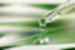 Tea tree essential oil in dropper with leaf