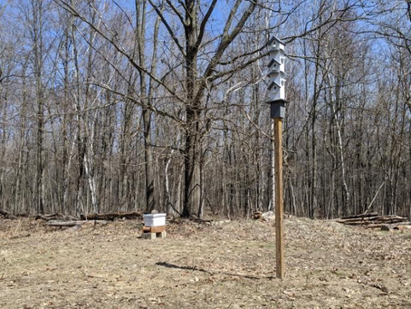 New Pollinator Plot Looks Bad?