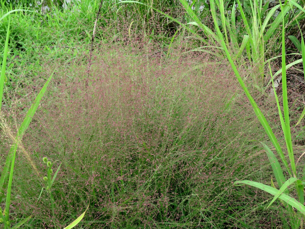 Purple Love Grass