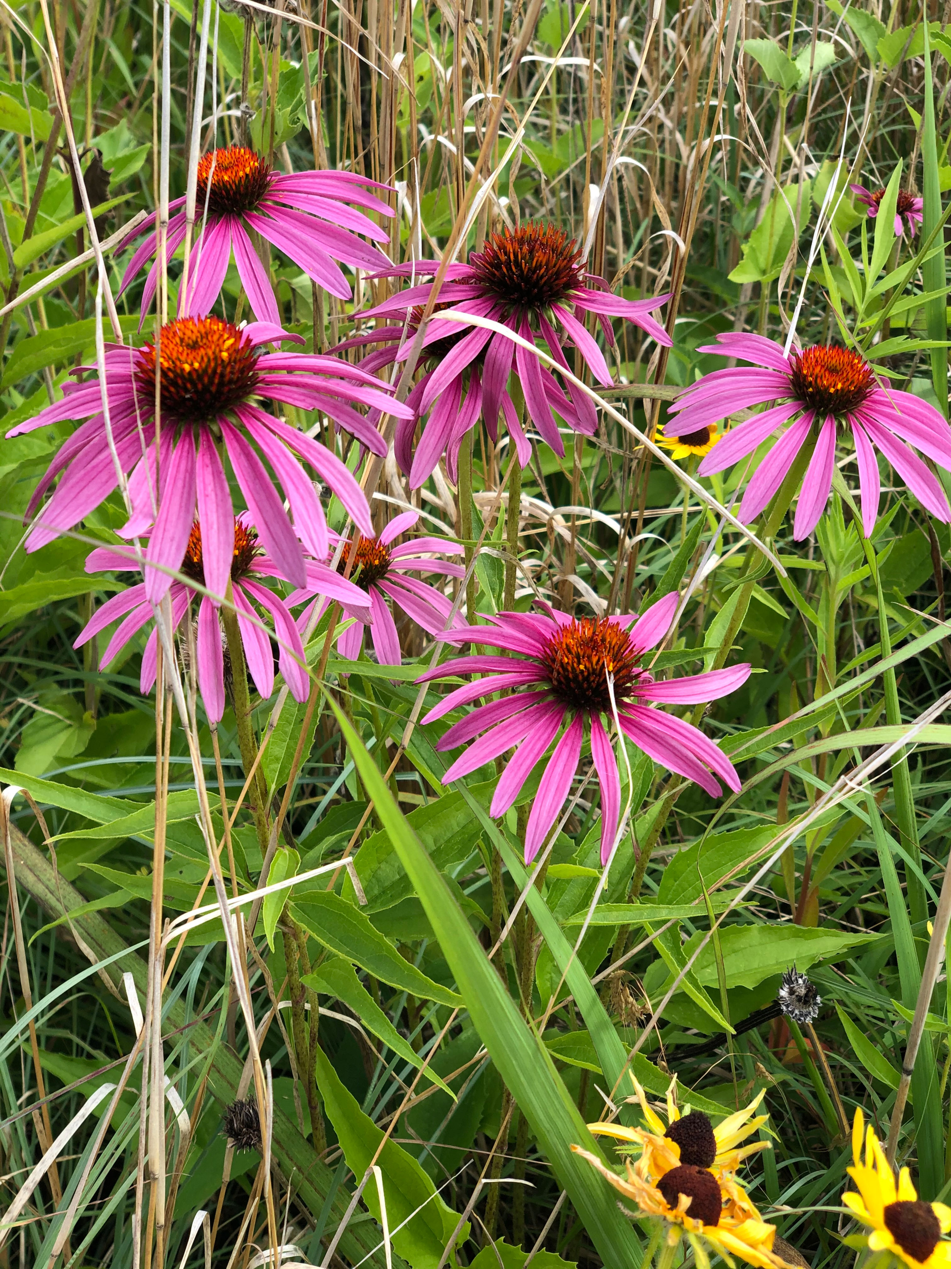 Purple Coneflower