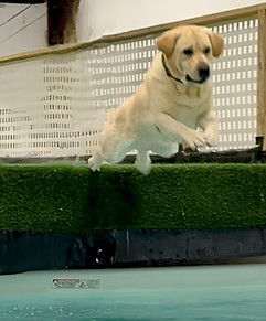 Boston Dock Diving 1.JPG