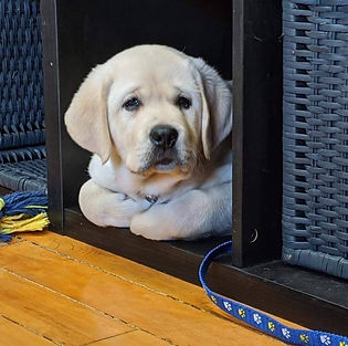 Boston 9 week old puppy.jpg