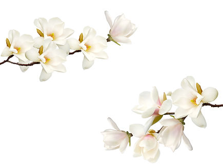 Magnolias.jpg