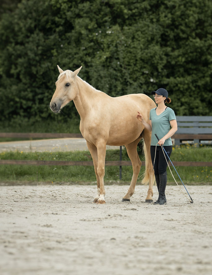 travail en liberté avec ma jument