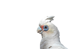 Corella cockatoo on black background._ed