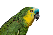 One Parrot_edited.png