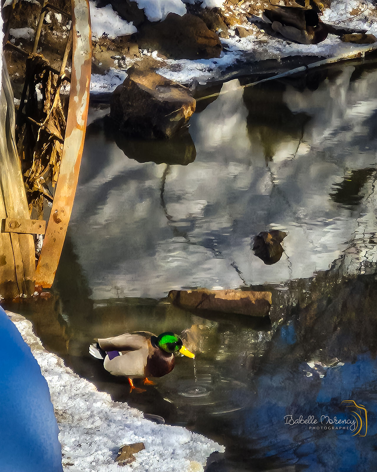 Canard dans la mare en hiver