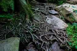 Ricketts Glen Falls