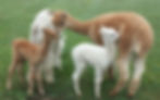 Alpacas in Wisconsin
