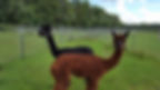 Alpacas in Wisconsin