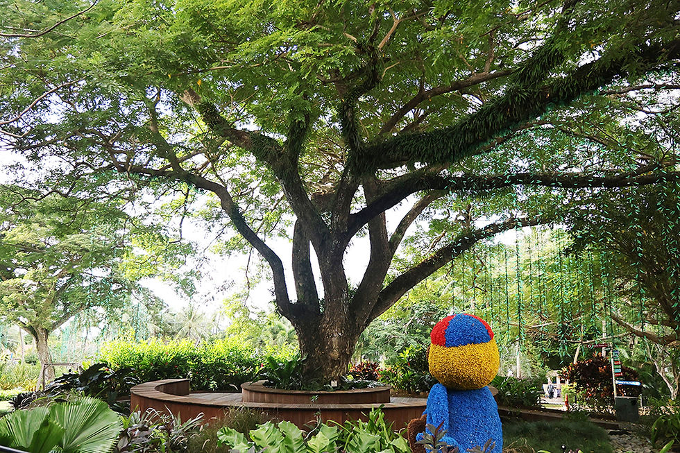 BotanicalGarden-Monkey-Pod-Tree-F.jpg